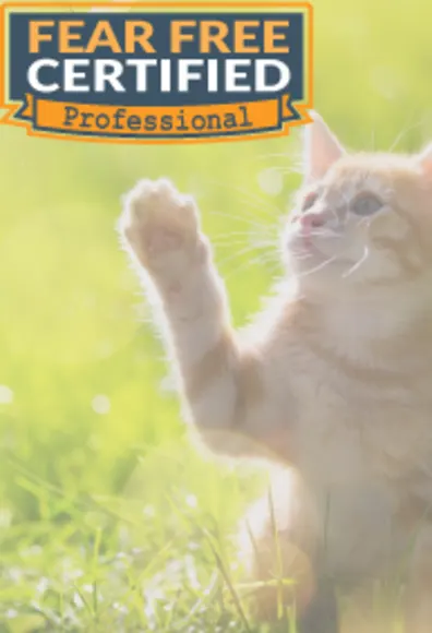 Kitten pawing at flowers in a field