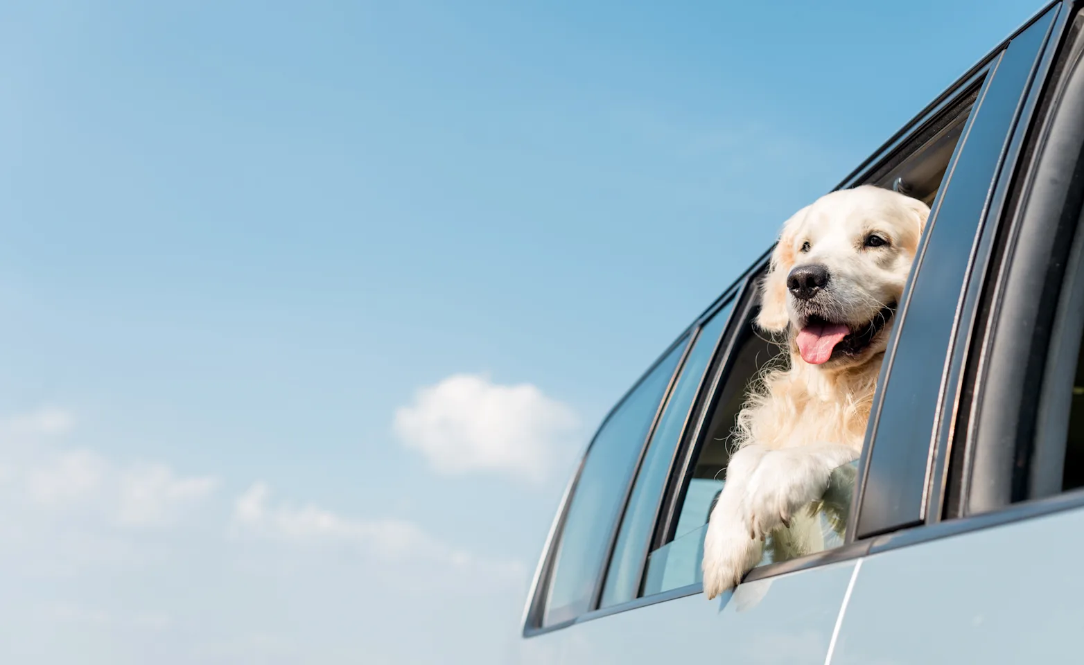 golden retriever hanging out car window golden retriever hanging out car window