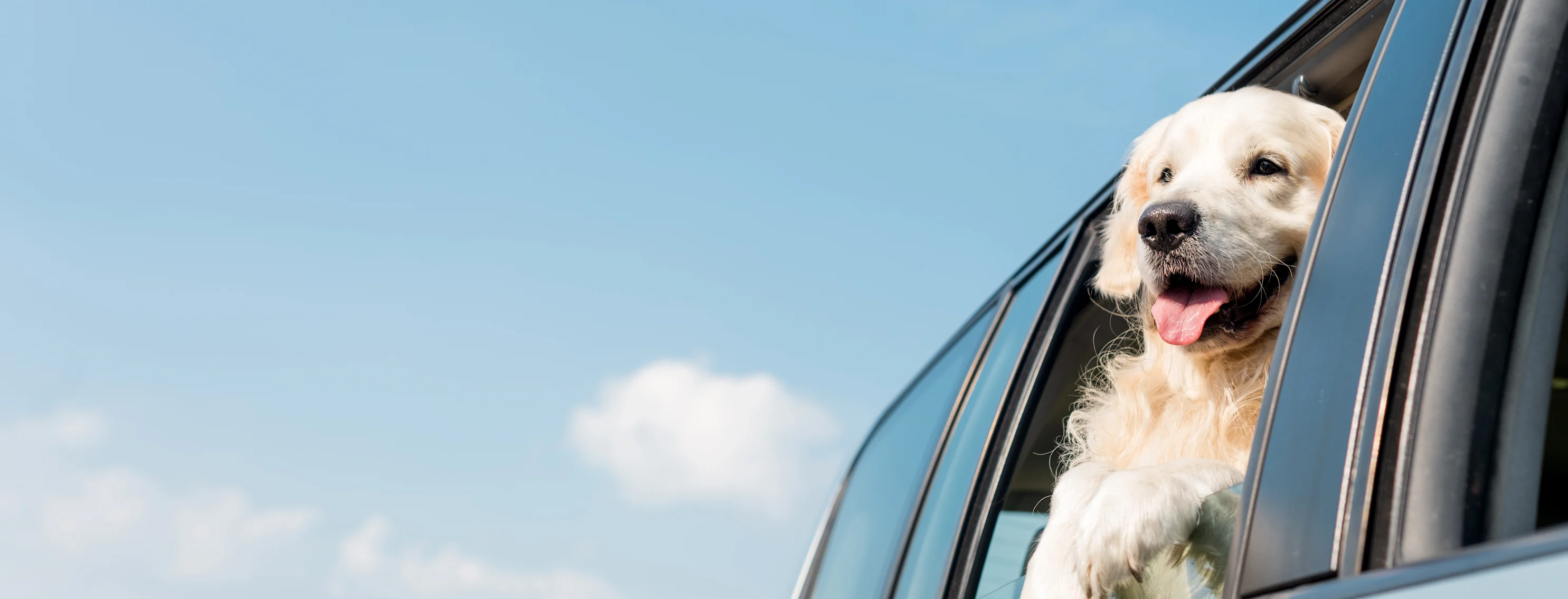 golden retriever hanging out car window