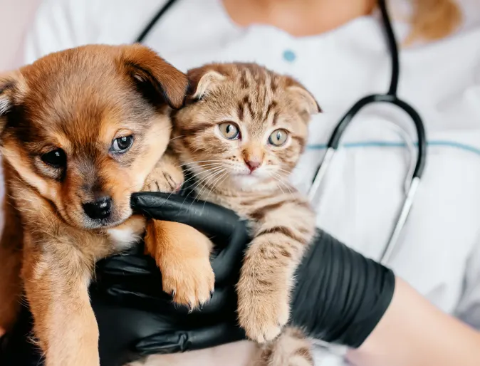 Stethoscope with Dog and Cat