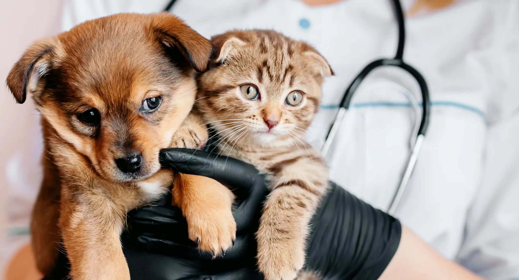 Stethoscope with Dog and Cat Stethoscope with Dog and Cat