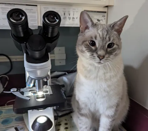 Cat next to microscope Cat next to microscope