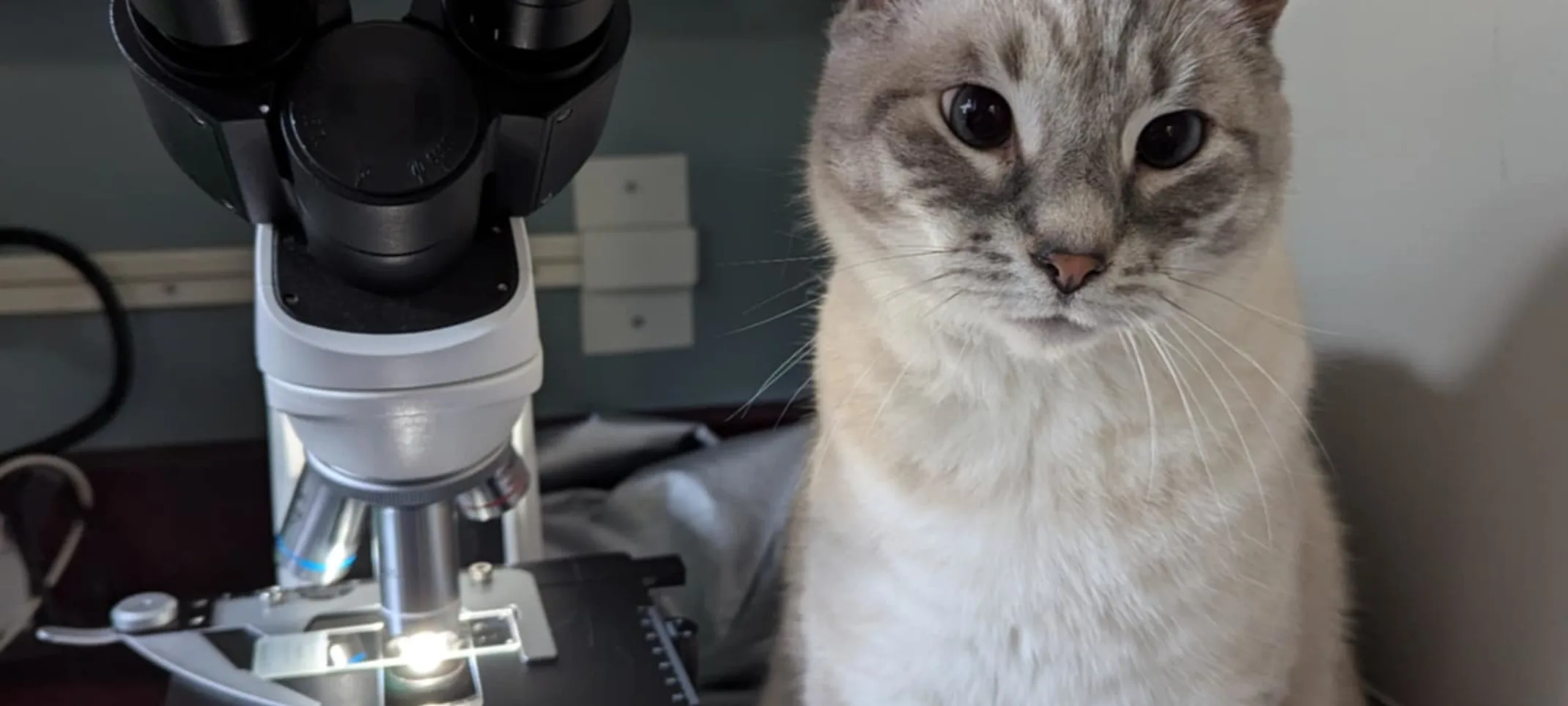 Cat next to microscope Cat next to microscope