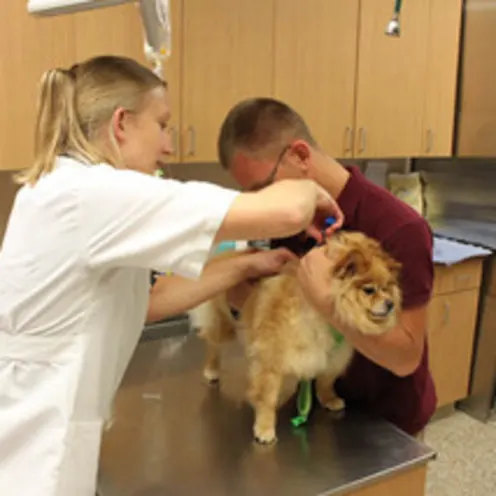 Swan Creek Veterinary Check up Swan Creek Veterinary Check up