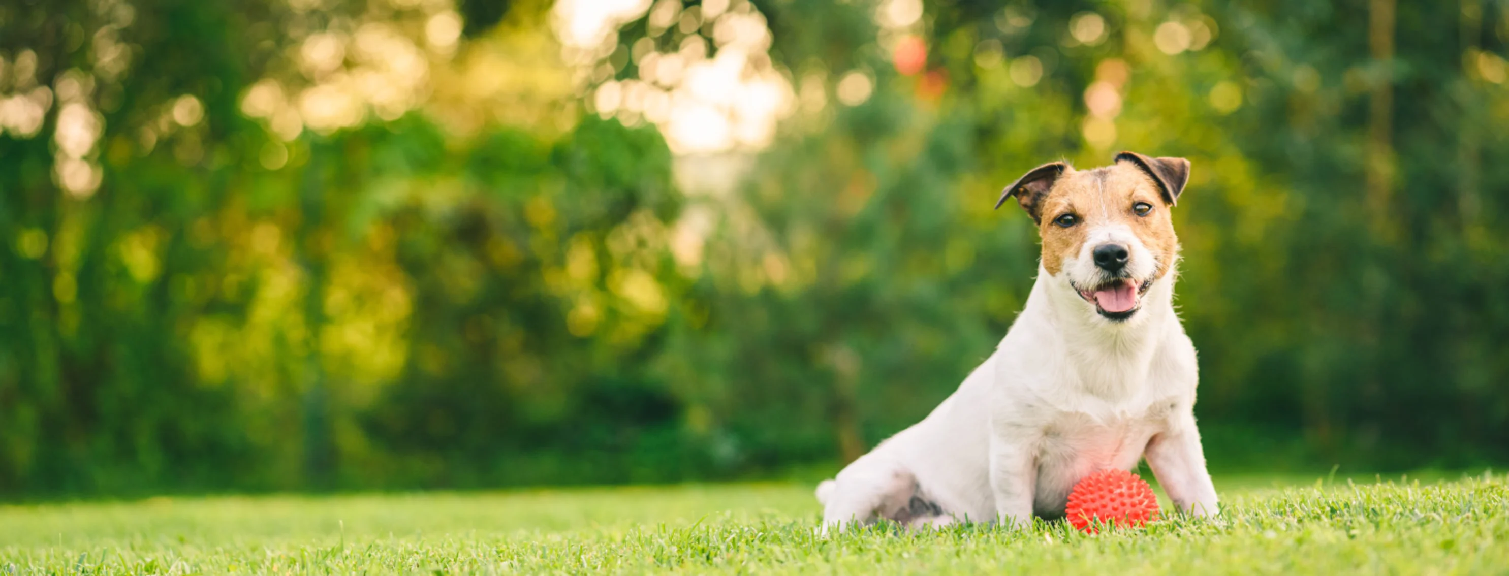 Jack Russell Terrier sitting on grass lawn with orange ball