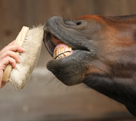 Horse getting teeth cleaned