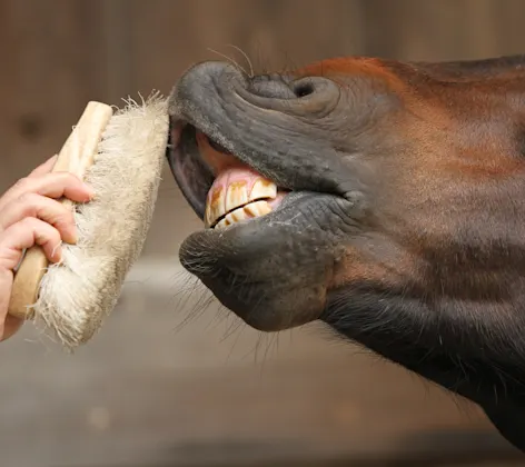 Horse getting teeth cleaned Horse getting teeth cleaned