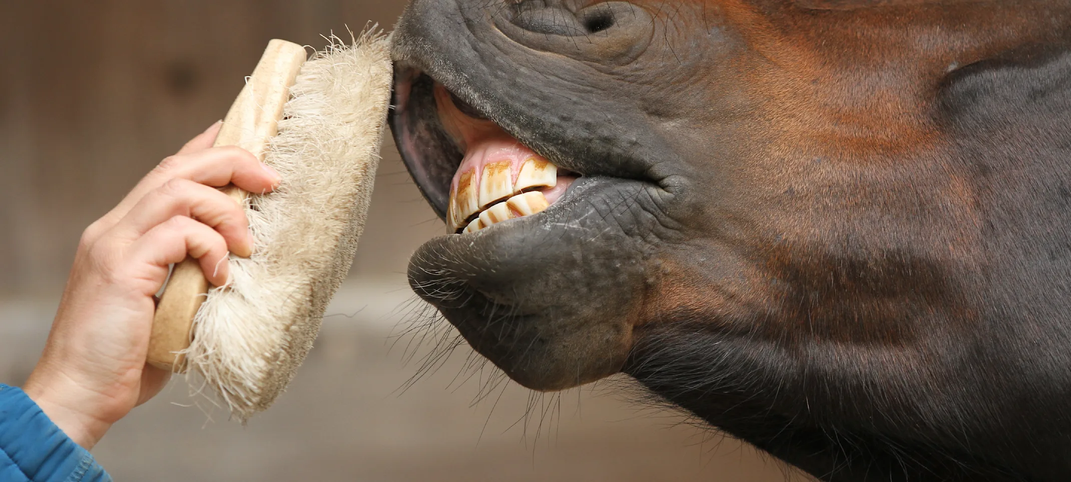 Horse getting teeth cleaned