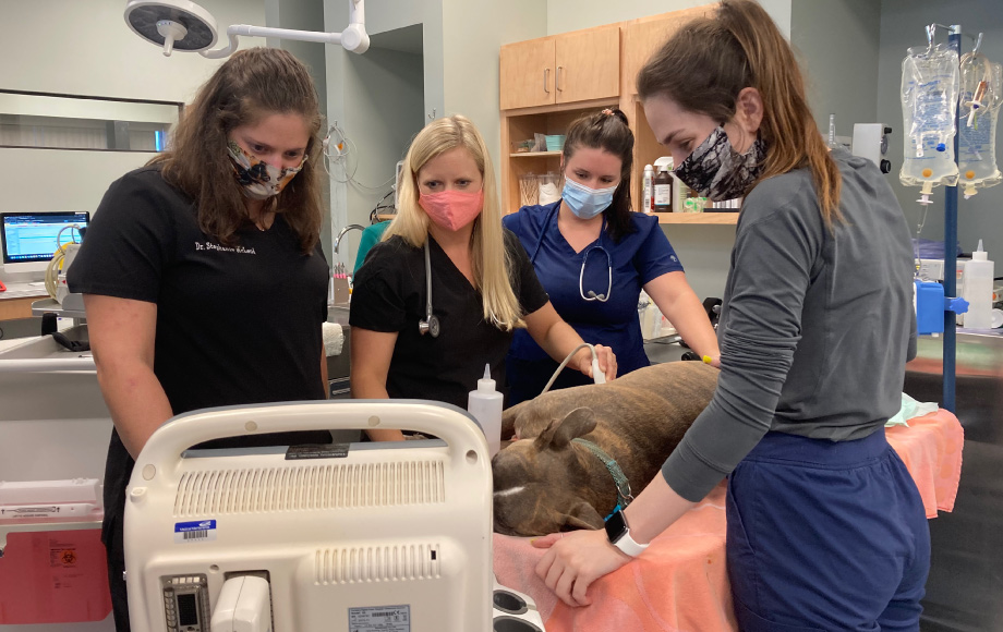 Emergency Vet | Nashville Veterinary Specialists - Clarksville