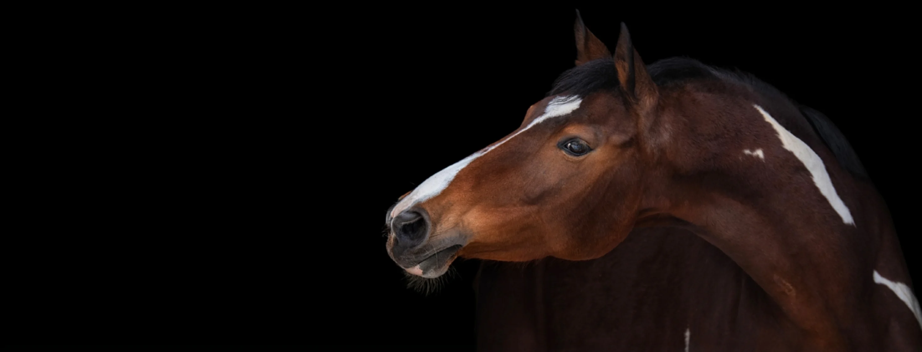 Western horse Western horse