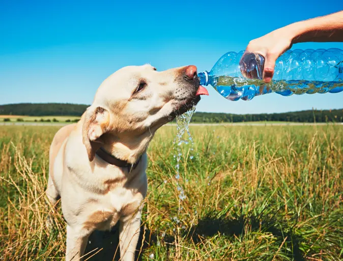 A yellow lab drinking out of a water bottle in a field