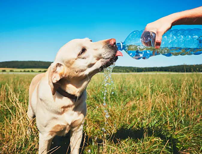 A yellow lab drinking out of a water bottle in a field A yellow lab drinking out of a water bottle in a field