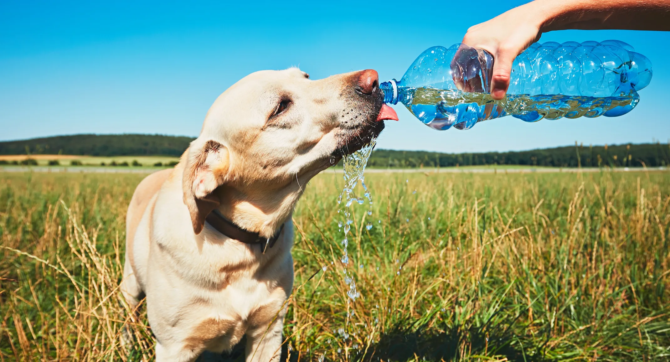 A yellow lab drinking out of a water bottle in a field A yellow lab drinking out of a water bottle in a field