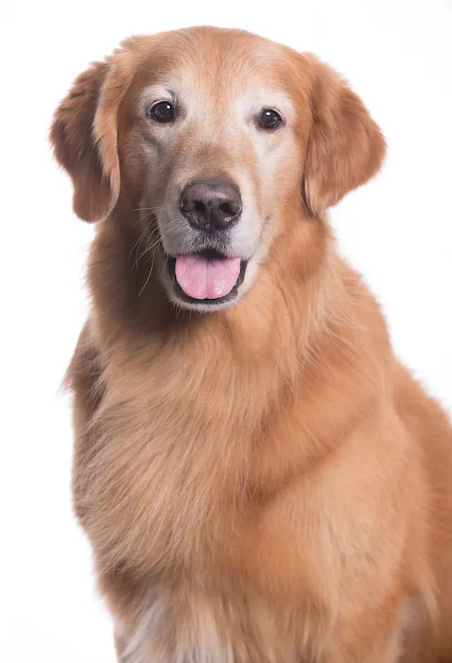 Golden Retriever  Golden Retriever