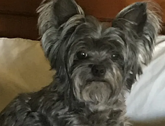 Maggie the dog Maggie the dog