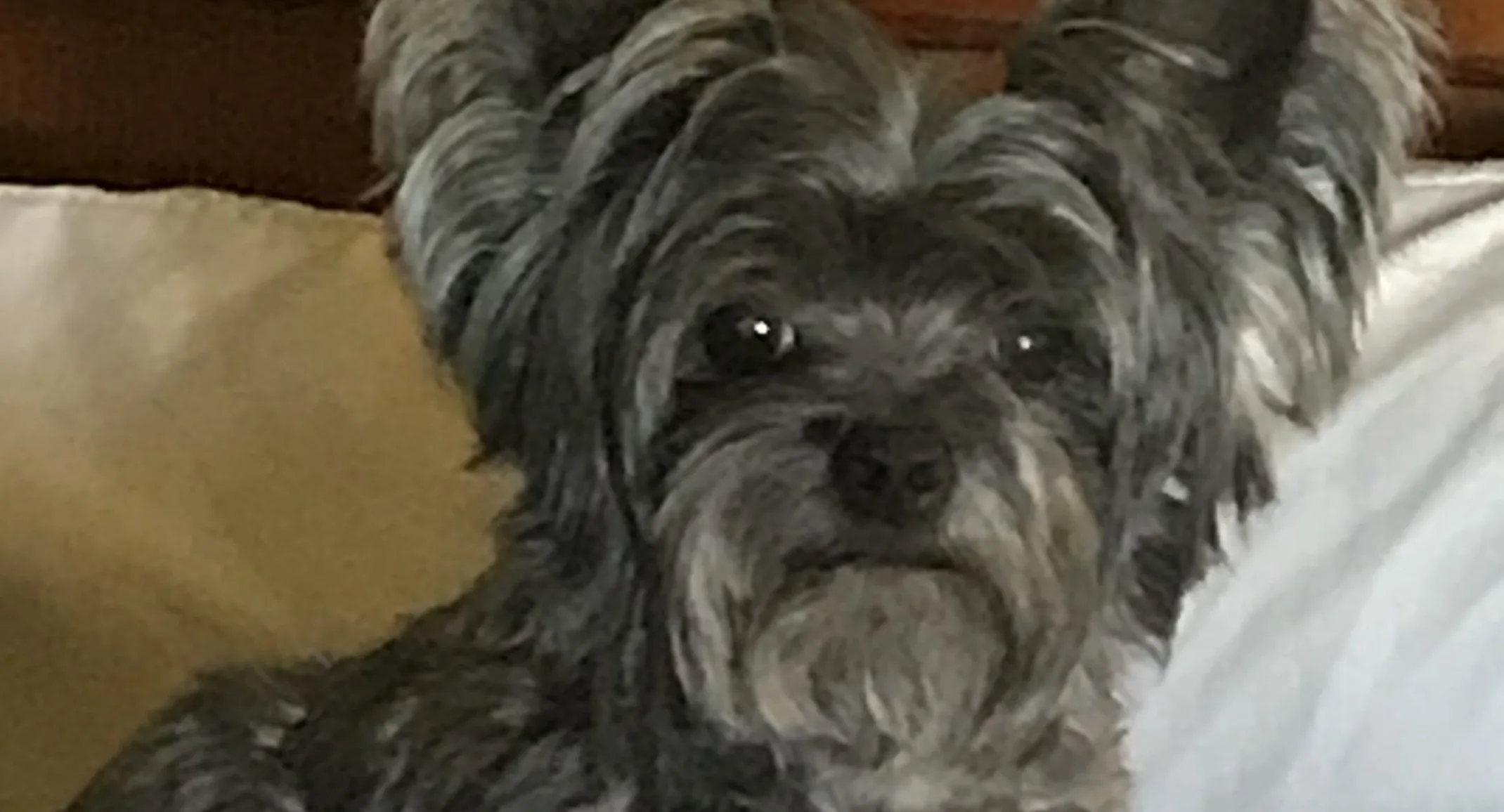 Maggie the dog Maggie the dog