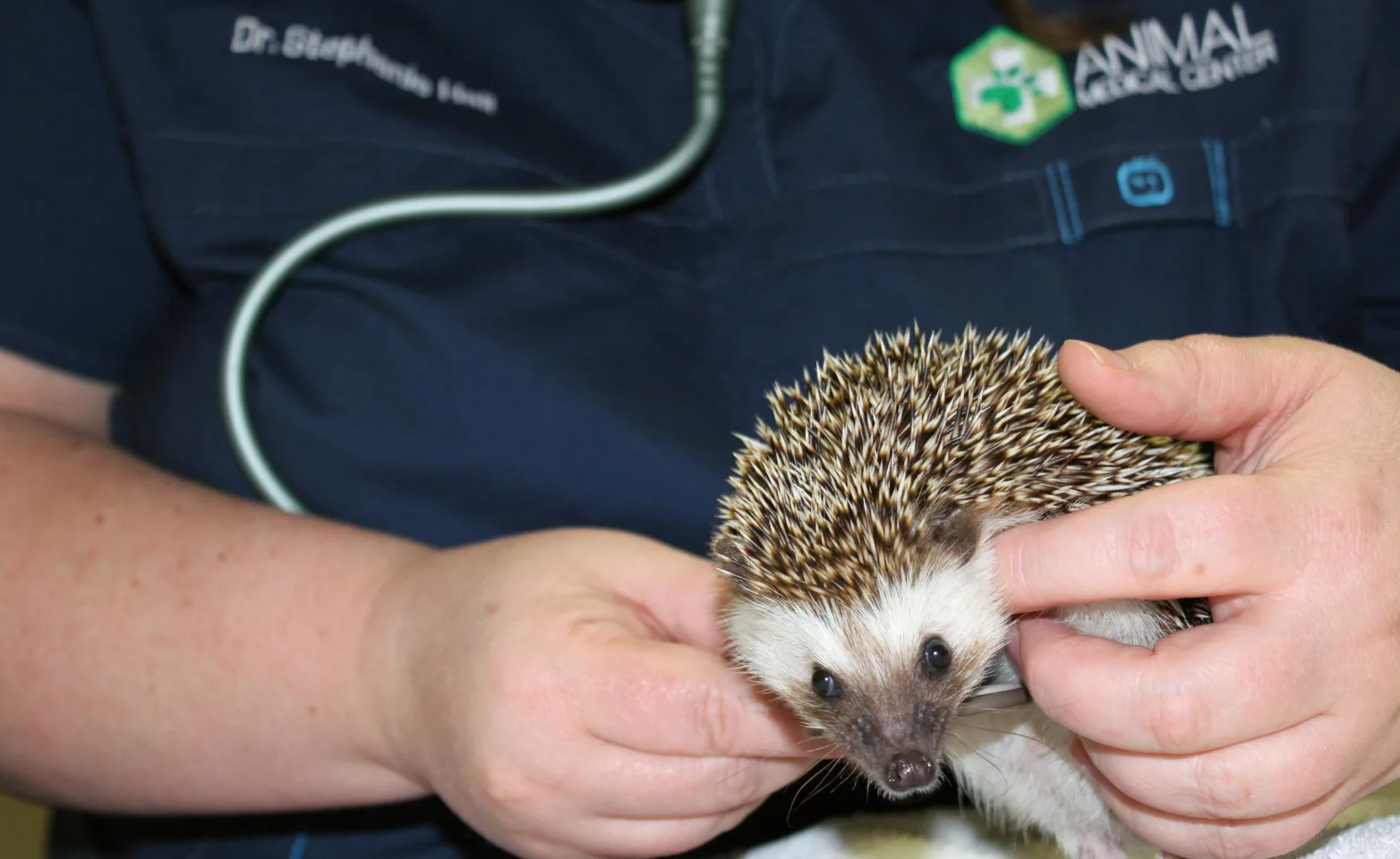 AMC staff member holding a hedgehog up close. 