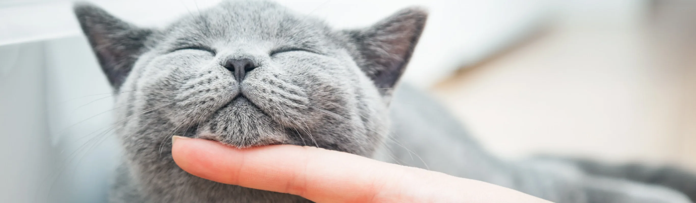Cat having its chin rubbed with a finger