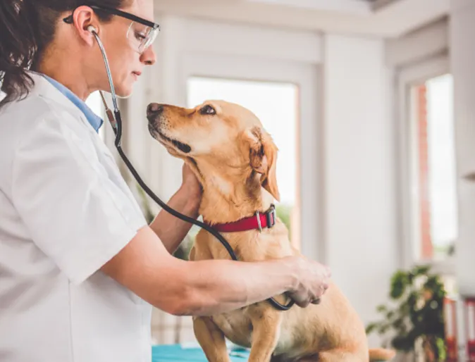 Vet examining dog Vet examining dog
