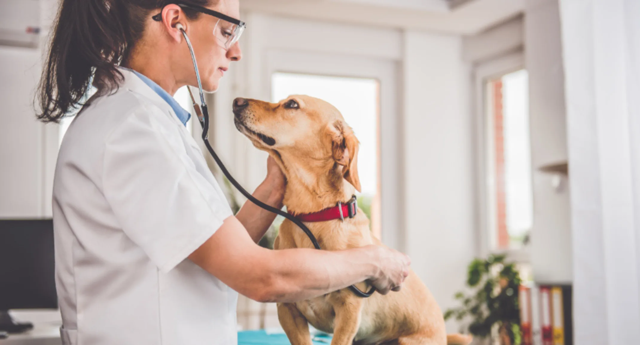 Vet examining dog Vet examining dog