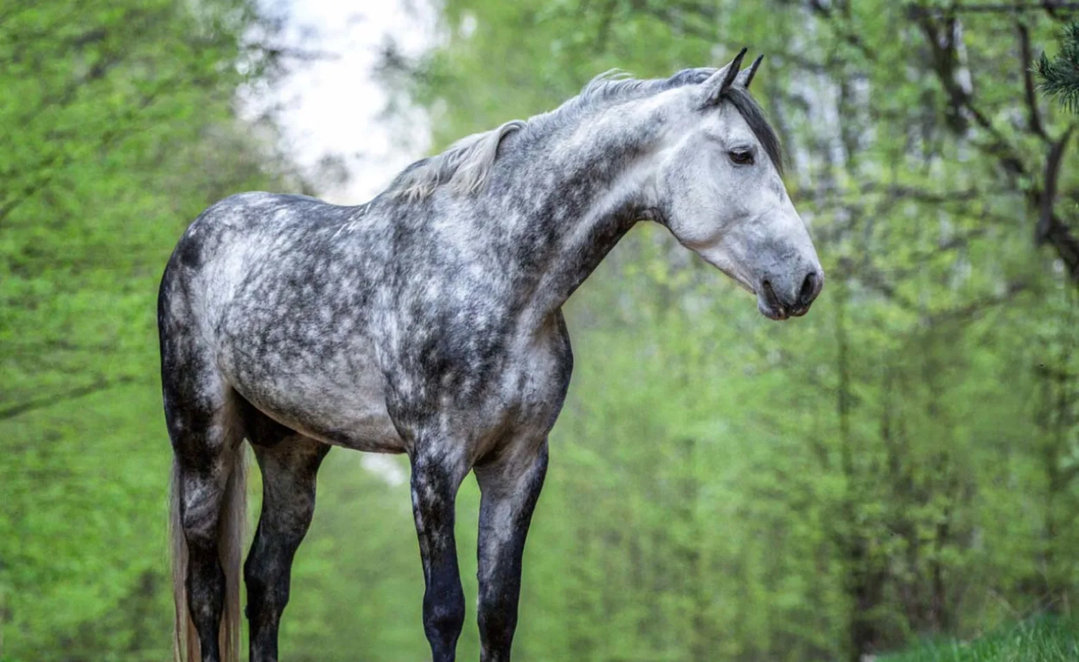 Horse standing in dirt road between trees.