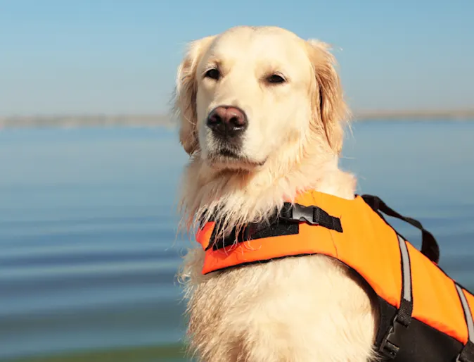 Dog Wearing Orange Life Jacket in front of Lake Dog Wearing Orange Life Jacket in front of Lake