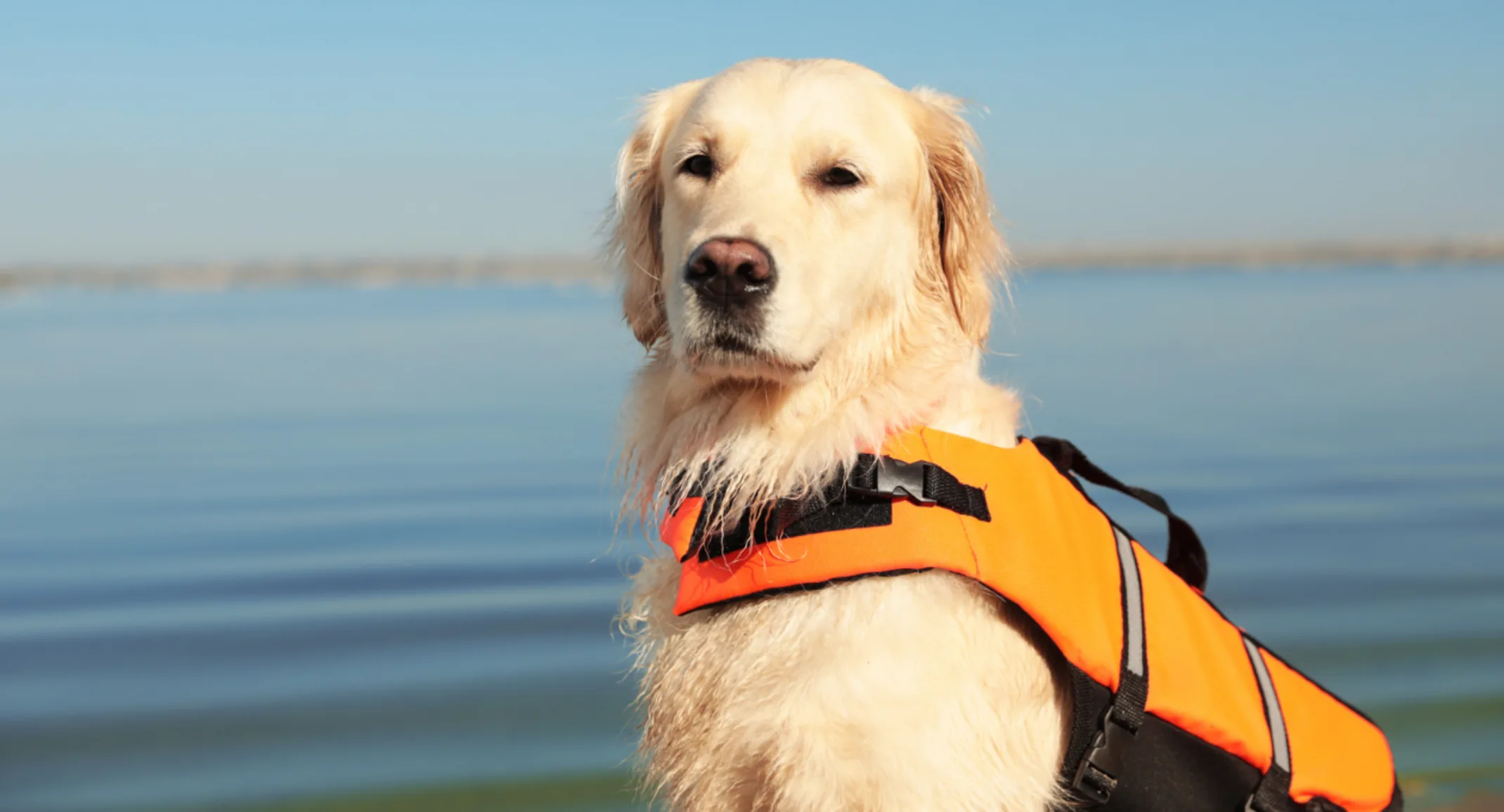 Dog Wearing Orange Life Jacket in front of Lake Dog Wearing Orange Life Jacket in front of Lake