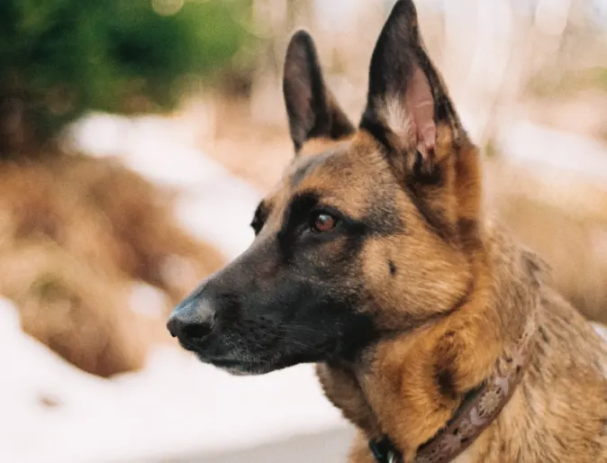 German shepherd standing in the street, staring off to the side