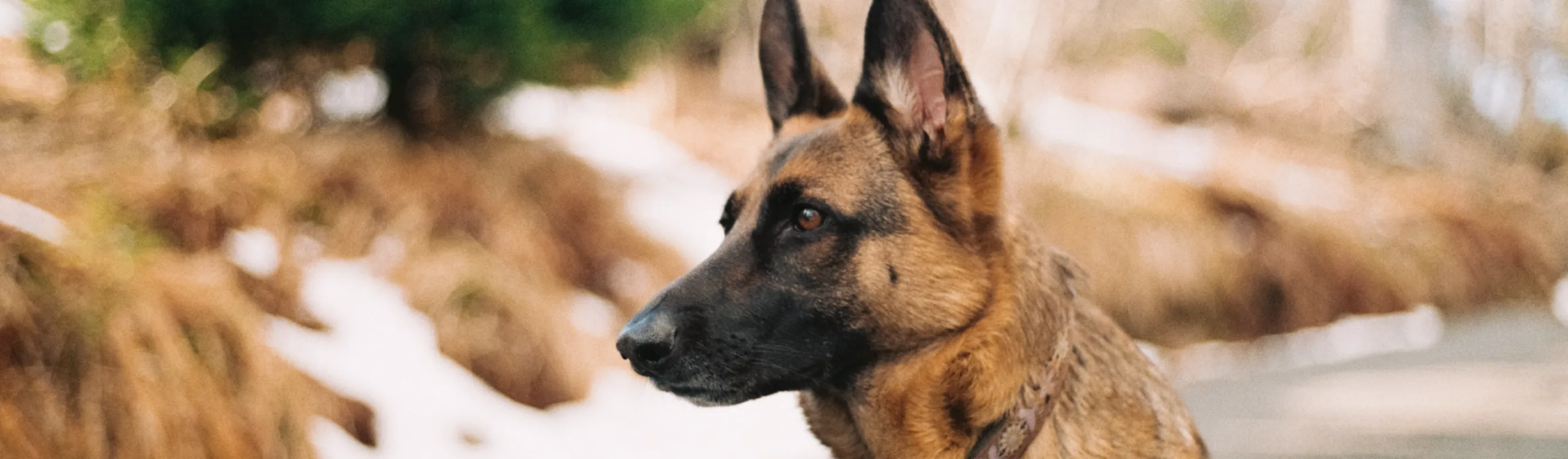 German shepherd standing in the street, staring off to the side German shepherd standing in the street, staring off to the side
