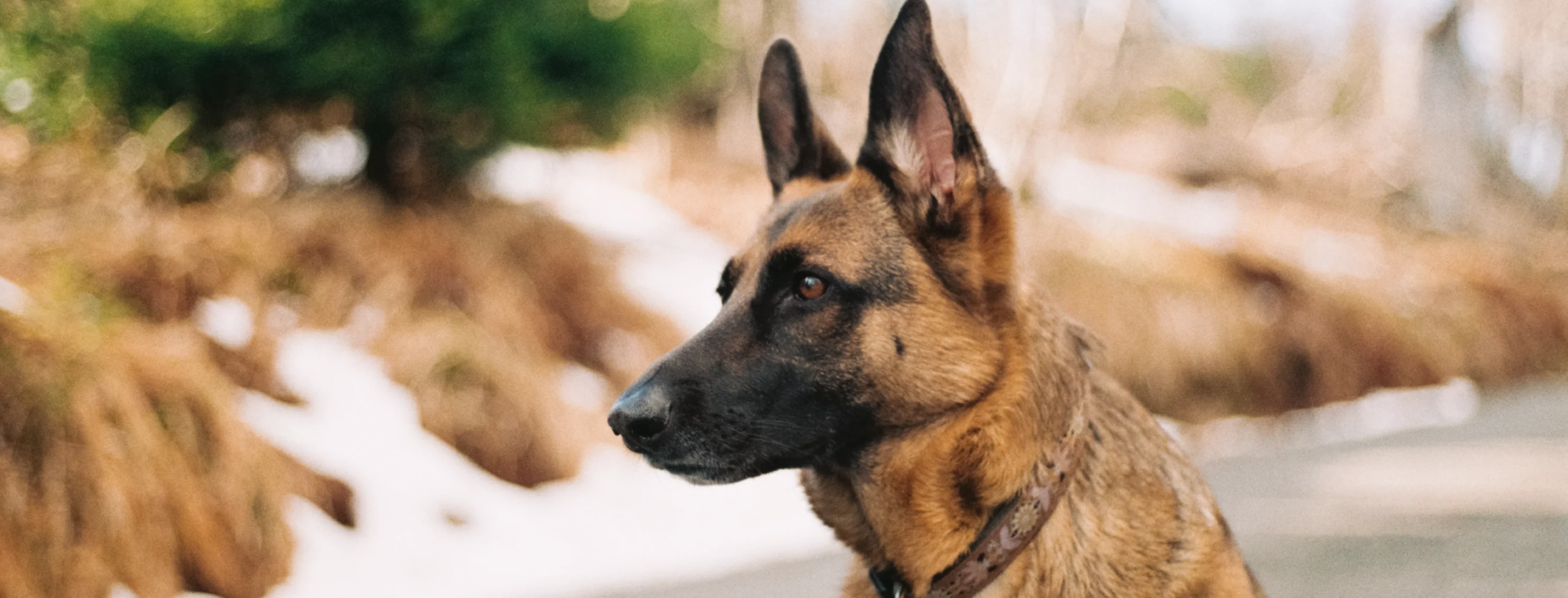 German shepherd standing in the street, staring off to the side