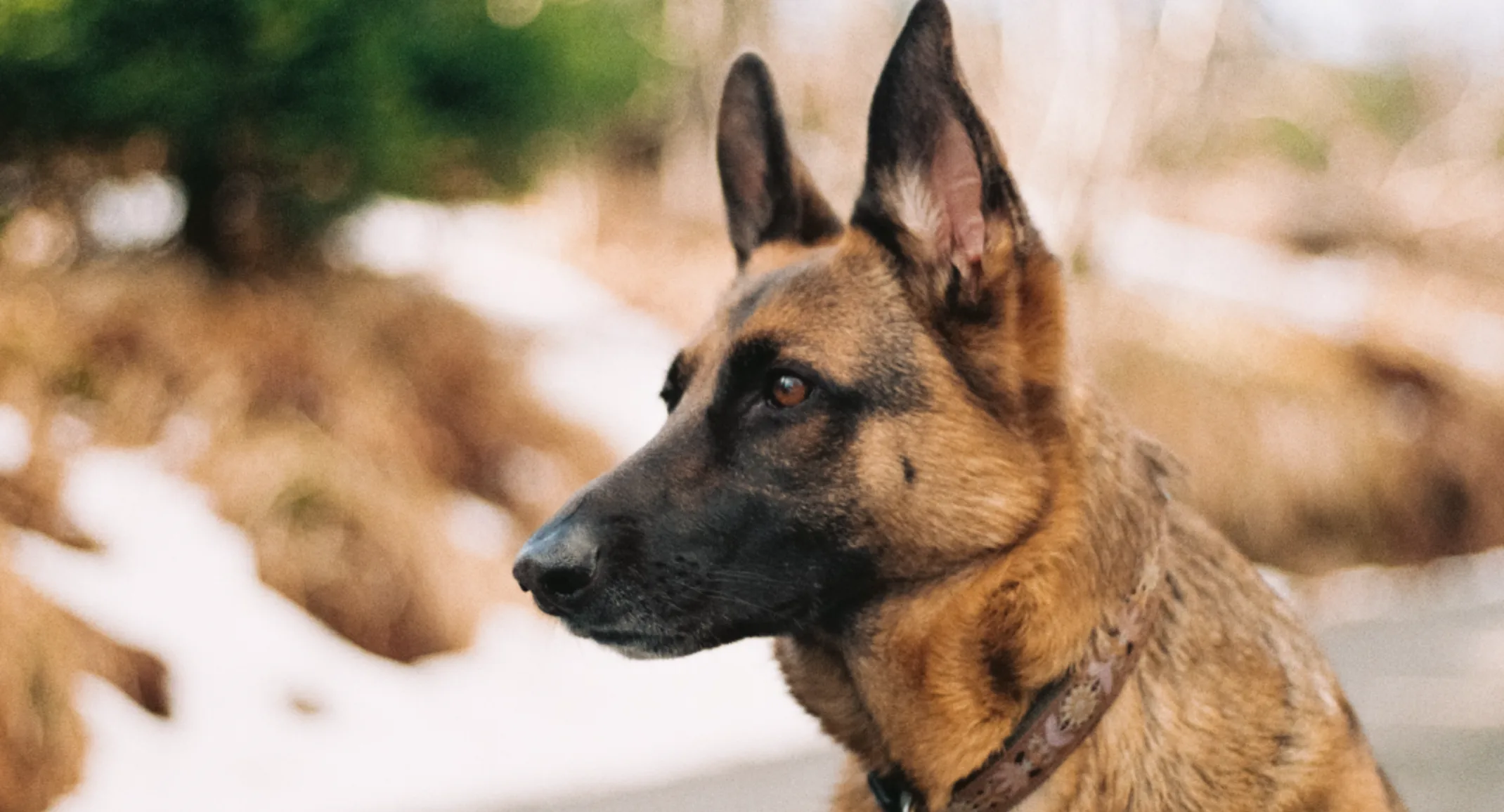 German shepherd standing in the street, staring off to the side
