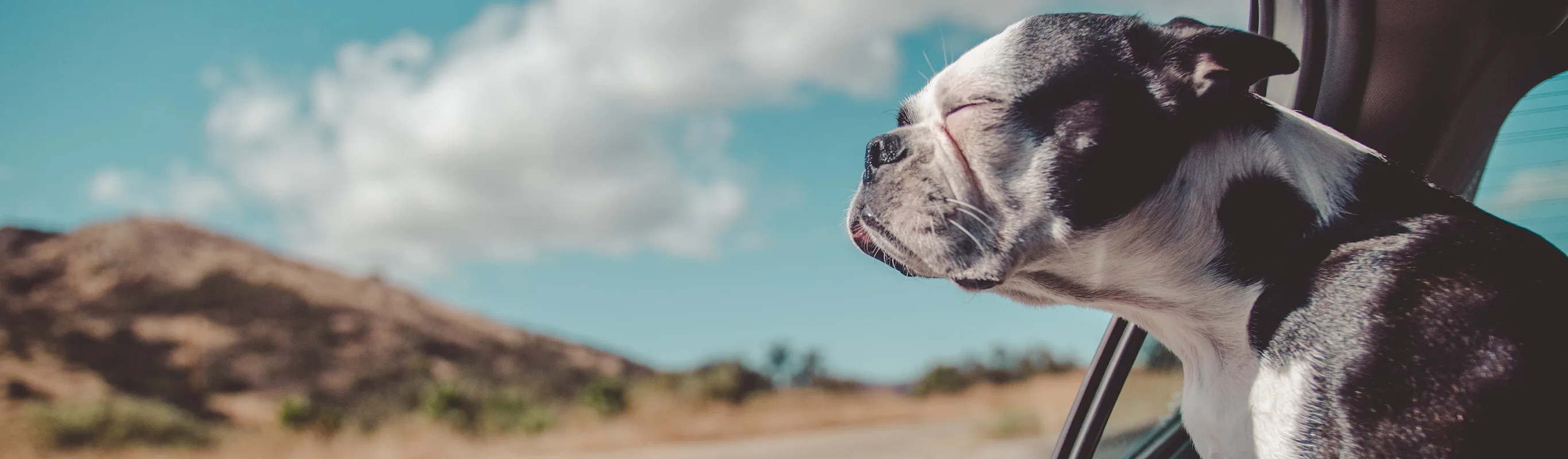 Dog hanging out the window