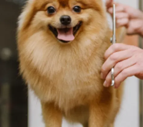 Dog being groomed Dog being groomed