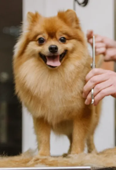 Dog being groomed