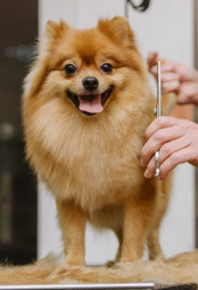 Dog being groomed Dog being groomed