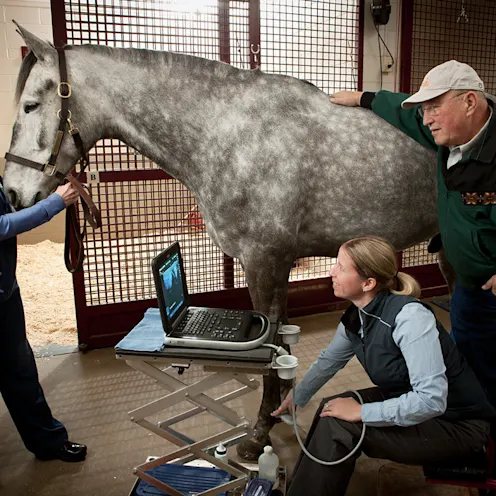 A veterinarian at Wisconsin Equine Clinic examining a horse A veterinarian at Wisconsin Equine Clinic examining a horse