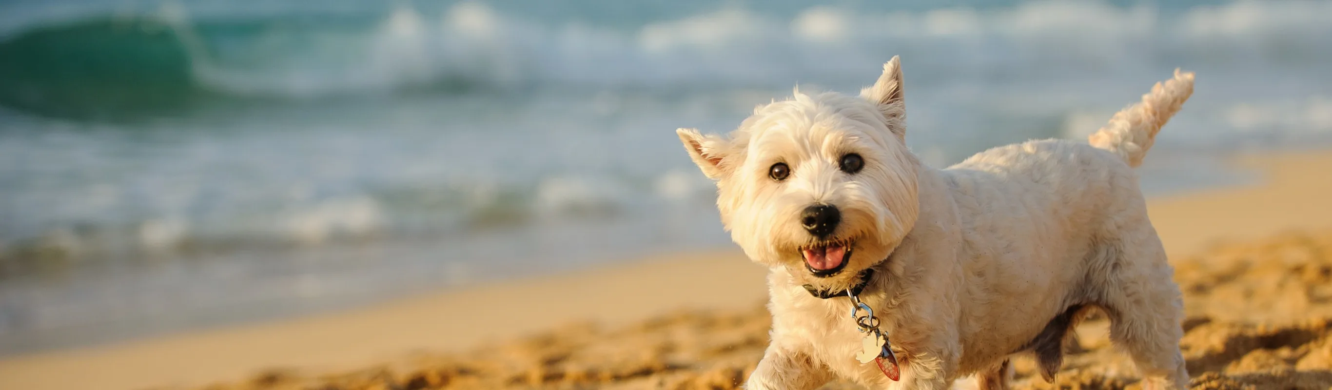 Terrier on beach Terrier on beach