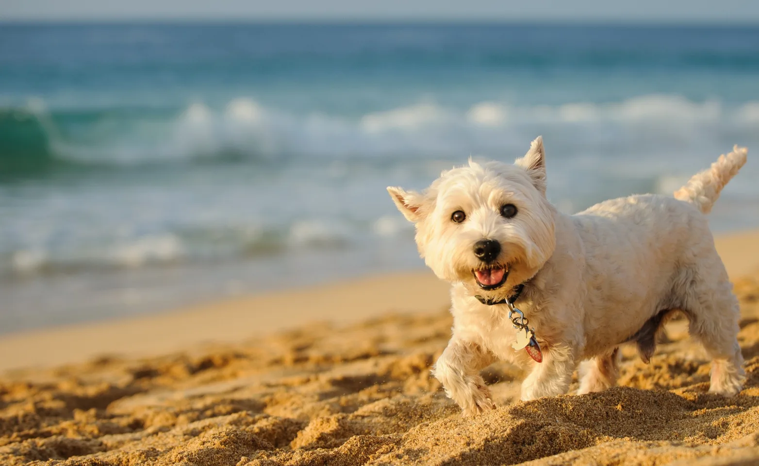 Terrier on beach