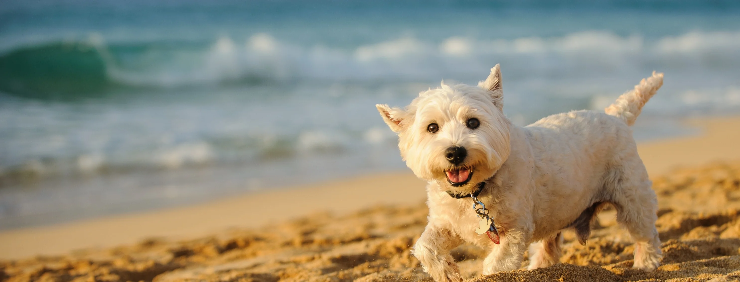 Terrier on beach