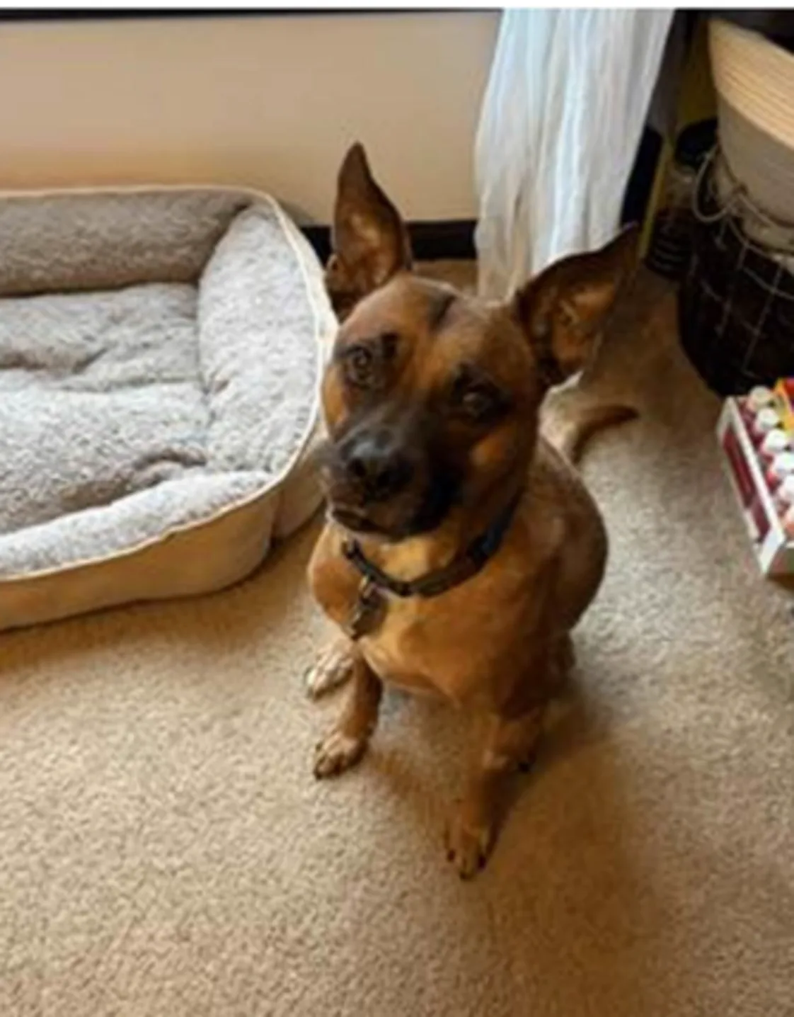 Dante striking a pose at the camera Dante striking a pose at the camera