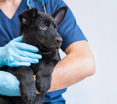 Vet Holding a Black Dog Vet Holding a Black Dog