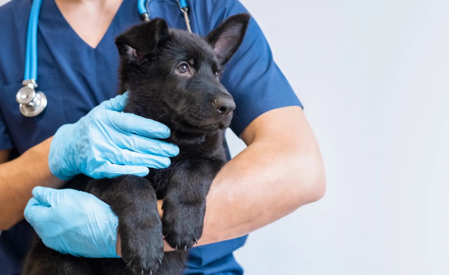 Vet Holding a Black Dog