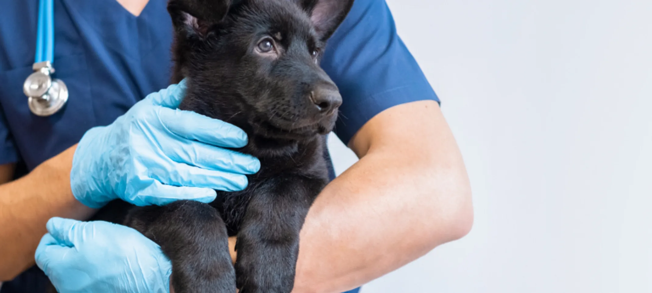 Vet Holding a Black Dog Vet Holding a Black Dog
