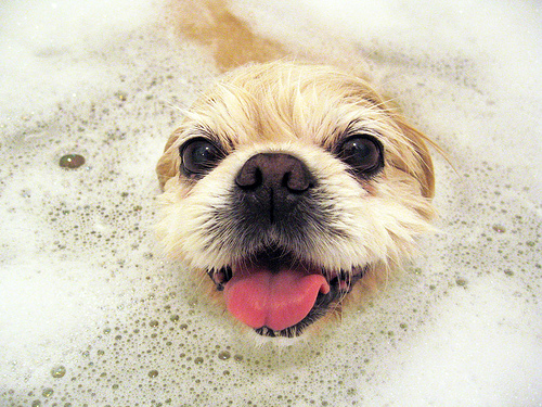Dog poking its head out of bubble bath