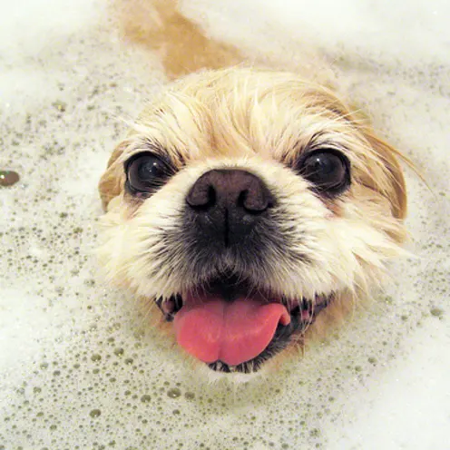 Dog poking its head out of bubble bath