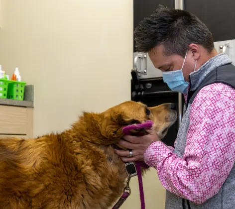 Doctor Examine Dog at Clover Valley Veterinary Services