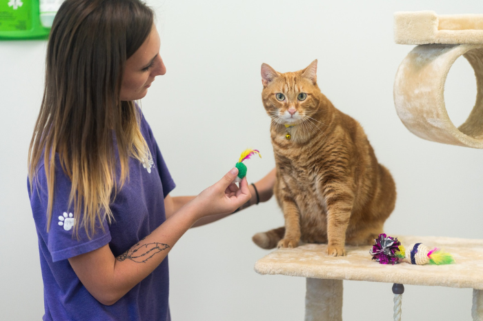 A cat plays with staff at PetSuites during spring break 