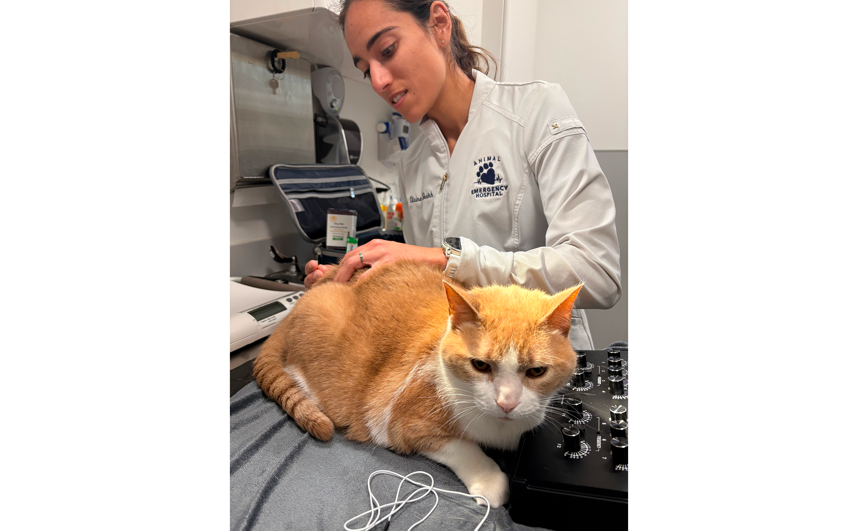 DVM Performing Acupuncture at Animal Emergency & Specialty Hospital of Grand Rapids