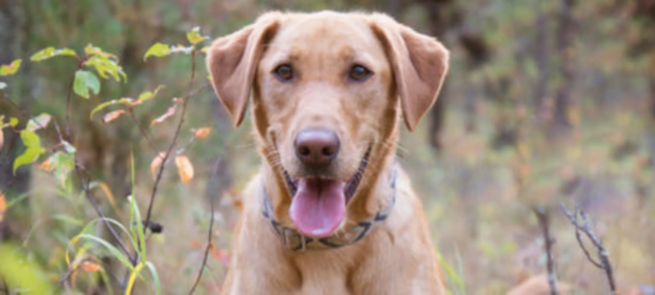 A dog panting in a grass field. A dog panting in a grass field.