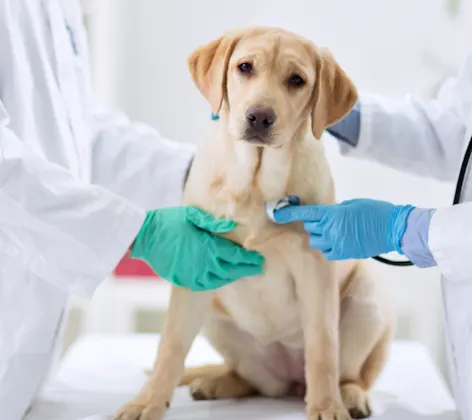 Dog (Golden Retriever) Being Examined by 2 Veterinarians Dog (Golden Retriever) Being Examined by 2 Veterinarians